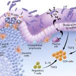 intestino2