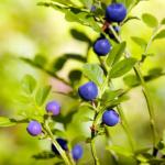 bilberry