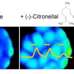 calcium-influx-into-the-liver-carcinoma-cell