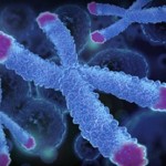 cromosomi-con-telomeri