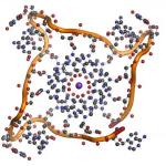 diagram-of-human-telomere