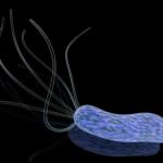 helicobacter-pylori