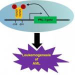 interaction-between-stat3-and-prl-3