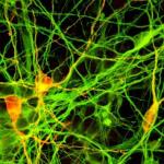 nobelAPRE--U10107714881739oE-622x310-kJFD-U10401245580429D3E-700x394@LaStampa.it