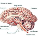 serotonina