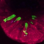 Mucus-in-cells