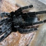 Science-Nutshell-tarantula-300x225