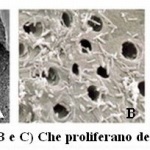 lieviti-e-batteri-nei-tubuli-dentinali
