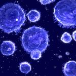 white-blood-cells