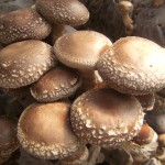 shiitake