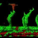 150520133603_1_540x360