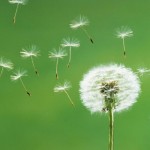 allergie-bambini-polline