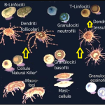 immune1-staminali