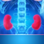 kidney