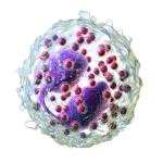 eosinophil-tumor-rejection