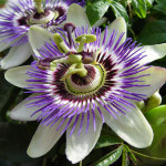 passion-flower-bsp