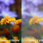 flowers_vision