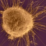 Corbis-42-23594674-300x200