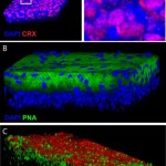 151006085213_1_900x600
