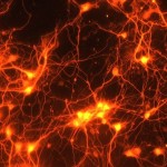 151026171404_1_900x600