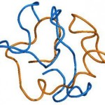 globular-dimer-of-abeta