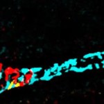 progenitor-cell-migrates-and-multiplies