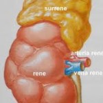surrene