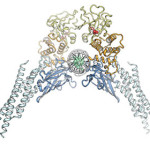 151118_Darnell_STAT3