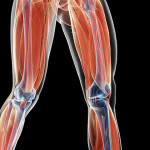 VT8afSQQDC8VPB0bzQBC_leg-muscles