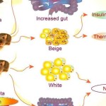 1-gutmicrobest