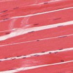 414_skeletal_smooth_cardiac