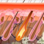 hairclinic_follicoli