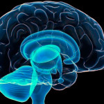 nws_memoria_perdere_colpi_cominciano_prima_gli_uomini_352_1