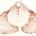 160122083603_1_540x360