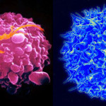 Staminai preprogrammate in azione