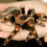 a-woman-holding-a-tarantula