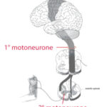 motoneuroni