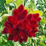 paint_plant_bixa_orellana_IMG_9843