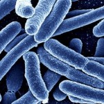_79638117_c0097438-escherichia_coli_bacteria,_sem-spl