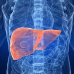 img_dove_si_trova_il_fegato_14562_300