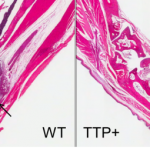 naturalprote