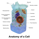 Blausen_0208_CellAnatomy