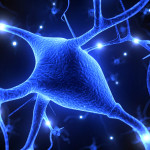 3d rendered illustration - nerve cell