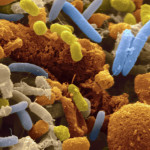 o-GUT-BACTERIA-facebook