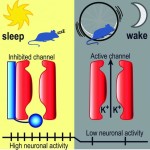 bk-channels-in-mice-regulating-sleep-wake-cycles