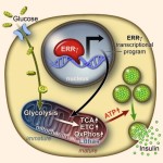 image_3784-Pancreatic-Beta-Cells
