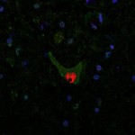 114647_web