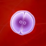 800_celldivision