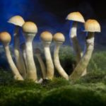magic-mushrooms