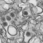 zikavirus